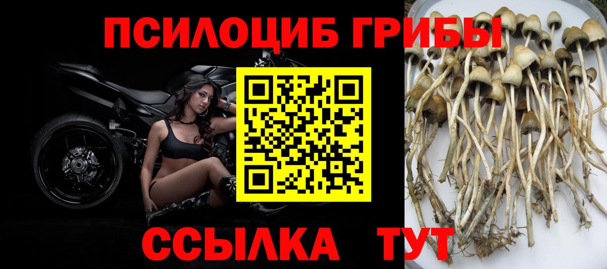 Псилоцибиновые грибы Cubensis Новошахтинск